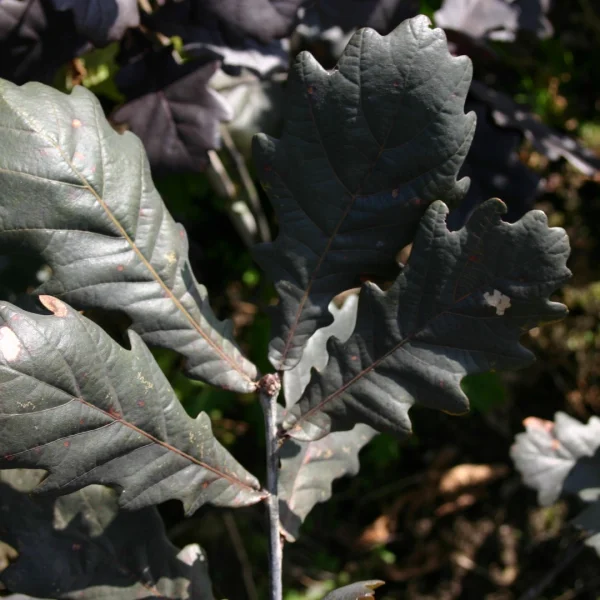 Quercus robur 'Timuki' – Zomereik (cv), Inlandse eik (cv)