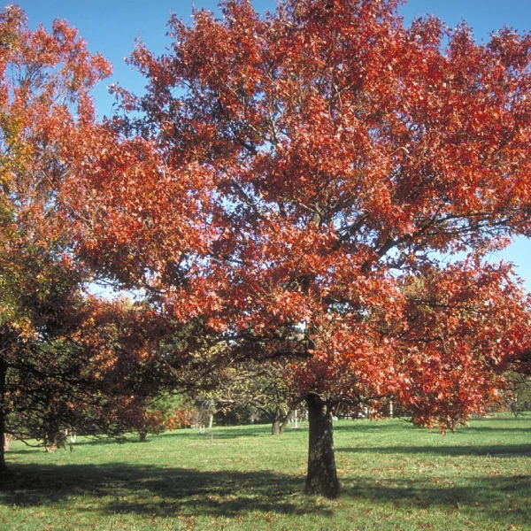Quercus texana – Texaanse eik
