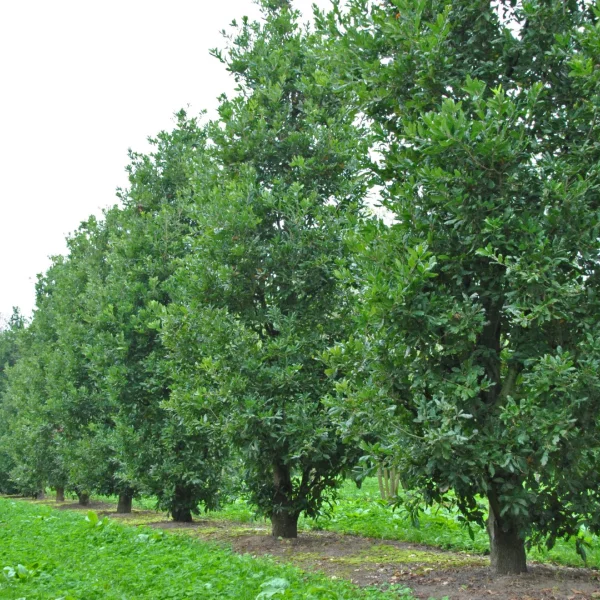 Quercus ×turneri 'Pseudoturneri' – Oostenrijkse eik (cv)