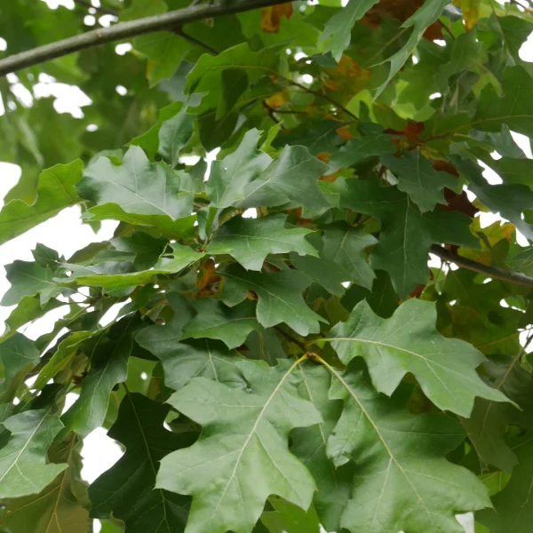 Quercus velutina – Blikeik, Verfeik