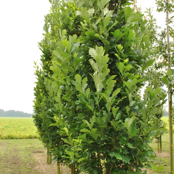 Quercus ×warei REGAL PRINCE ('Long')