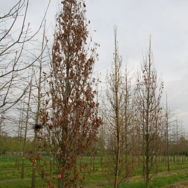 Quercus ×warei 'Wind Candle'