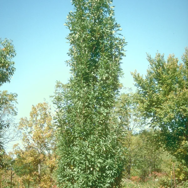 Quercus 'Columna'