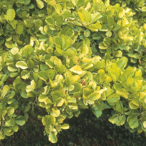 Alnus glutinosa 'Aurea' – Zwarte els (cv)