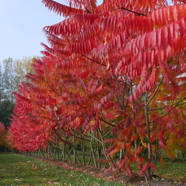 Rhus typhina – Fluweelboom
