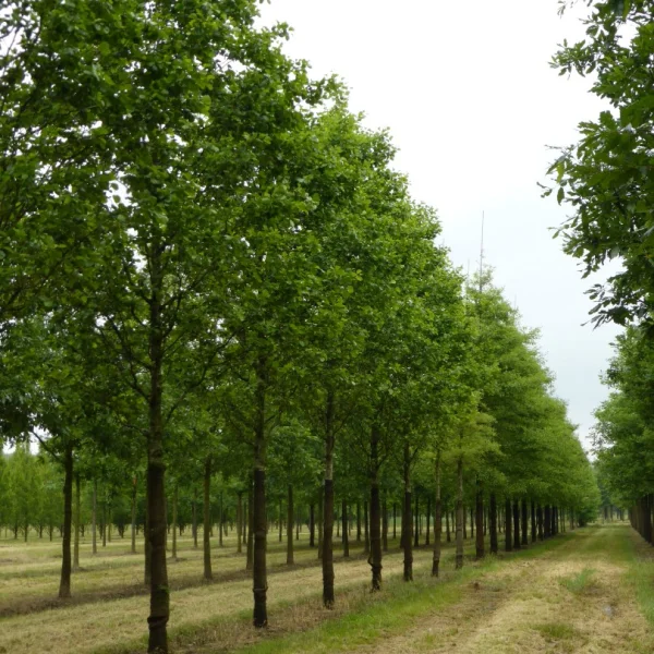 Alnus glutinosa 'Pyramidalis' – Zuilvormige zwarte els