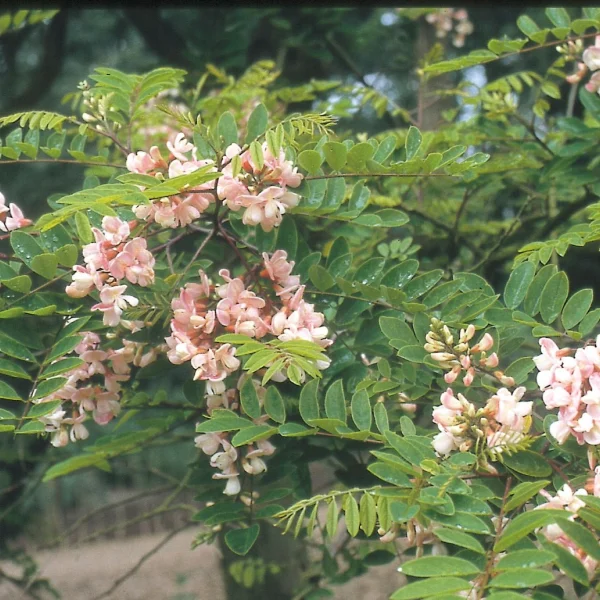 Robinia ×ambigua 'Bellarosea' – Acacia (cv)