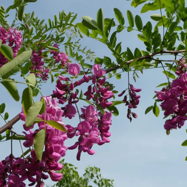Robinia ×margaretta CASQUE ROUGE ('Pink Cascade') – Acacia (cv)