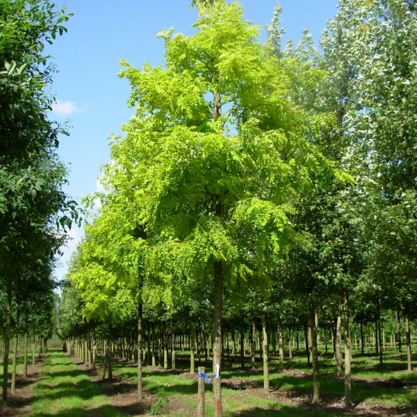Robinia pseudoacacia 'Frisia' – Acacia (cv)