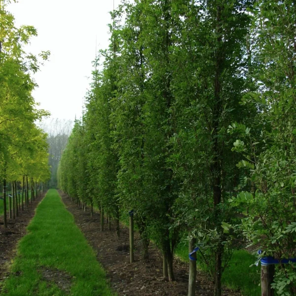 Robinia pseudoacacia 'Pyramidalis' – Zuilacacia (cv)