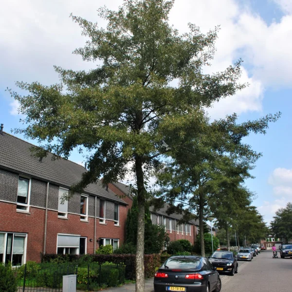 Alnus incana 'Laciniata' – Witte els (cv)