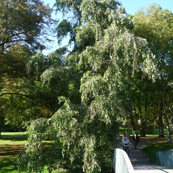 Alnus incana 'Pendula' – Treurende witte els 