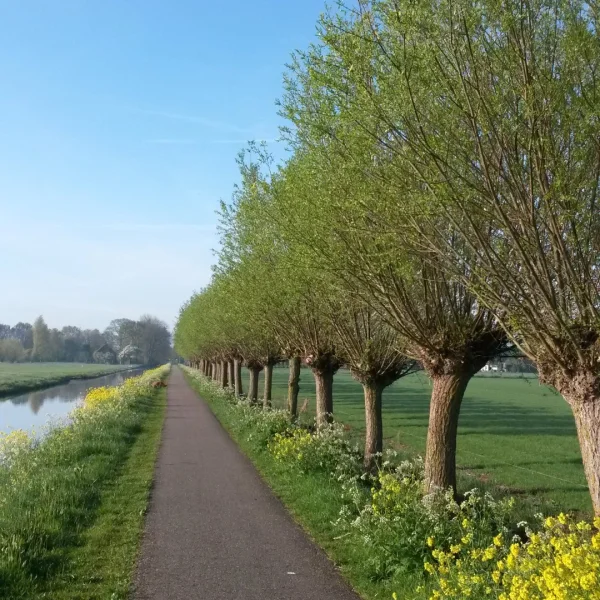 Salix alba – Gewone wilg, Schietwilg, Witte wilg