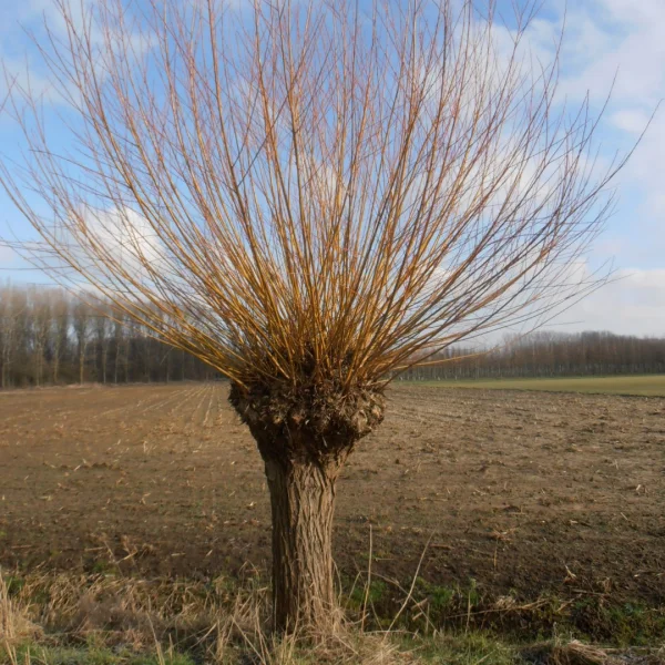 Salix alba 'Chermesina' – Schietwilg (cv)