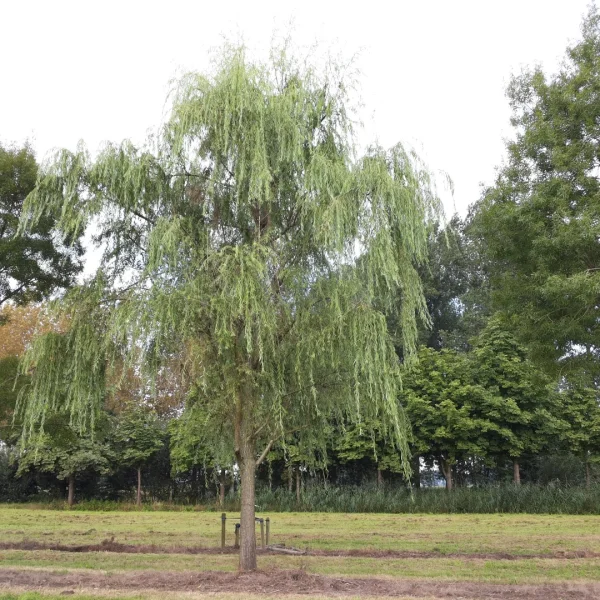 Salix babylonica – Chinese treurwilg