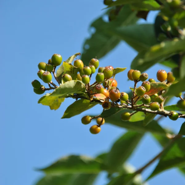 Amelanchier asiatica var. sinica – Krentenboompje (v)