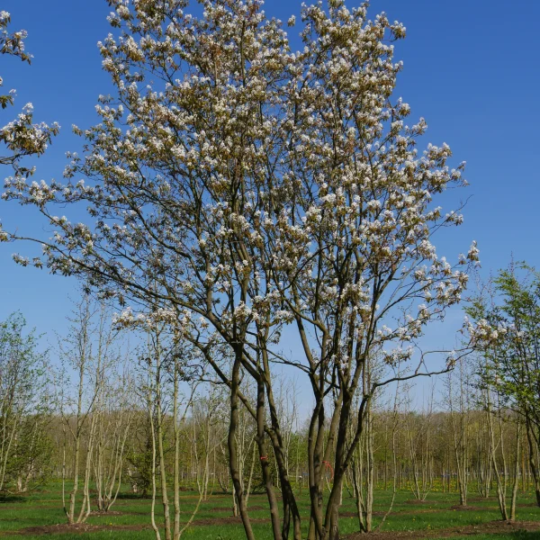 Amelanchier lamarckii &ndash; Krentenboompje