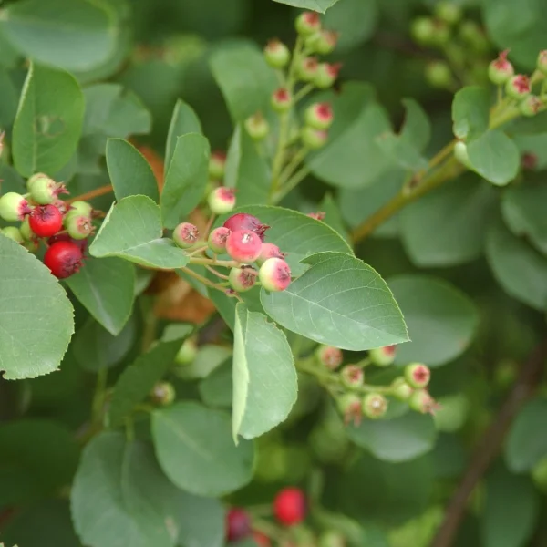 Amelanchier rotundifolia – Krentenboompje (cv)