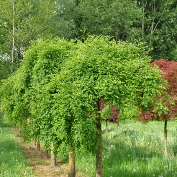 Styphnolobium japonicum 'Karaca Weeping' – Treurende honingboom (cv)