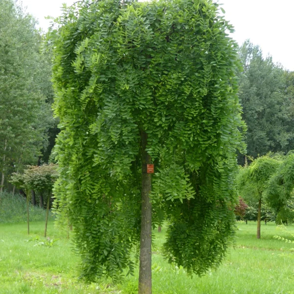 Styphnolobium japonicum 'Pendula' – Treurende honingboom (cv)