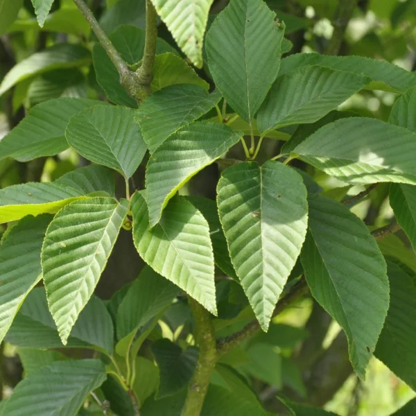 Sorbus alnifolia – Elsbladige lijsterbes