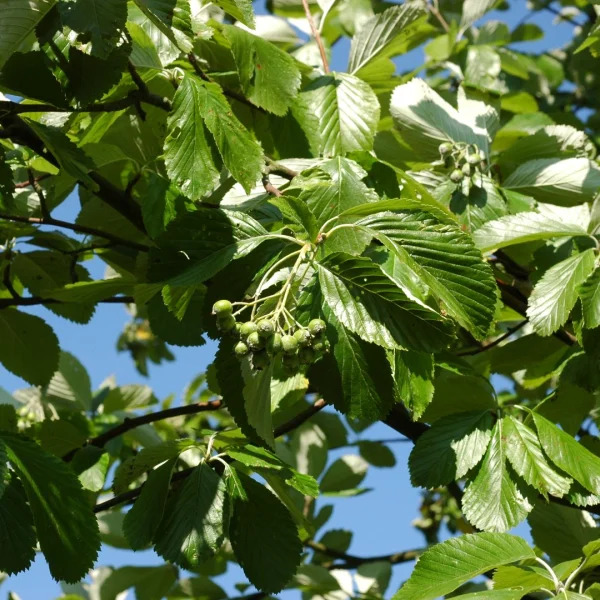 Sorbus aria 'Gigantea' – Meelbes (cv)