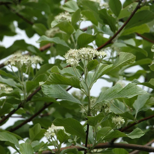 Sorbus aria 'Majestica' – Meelbes (cv)