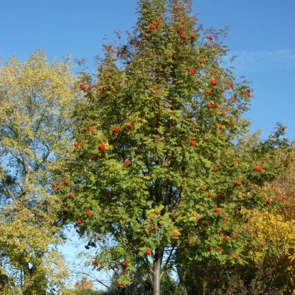 Sorbus aucuparia – Gewone lijsterbes