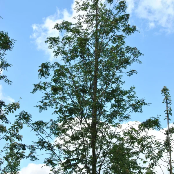 Sorbus aucuparia 'Wettra' – Lijsterbes (cv)