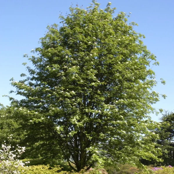 Sorbus commixta – Japanse lijsterbes