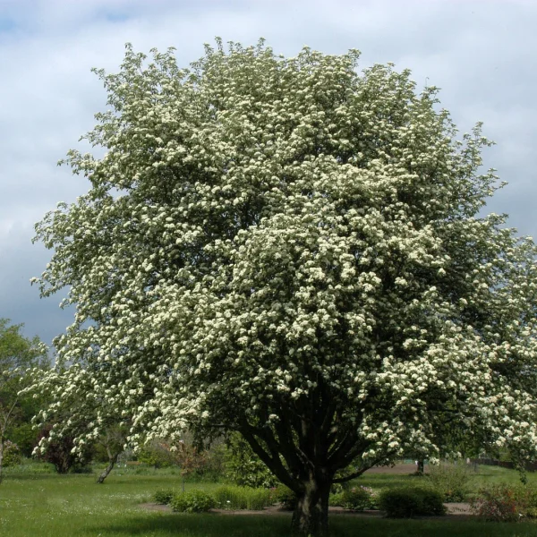 Sorbus intermedia – Zweedse meelbes
