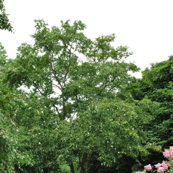 Stewartia pseudocamellia 'Koreana' – Schijncamelia (cv)
