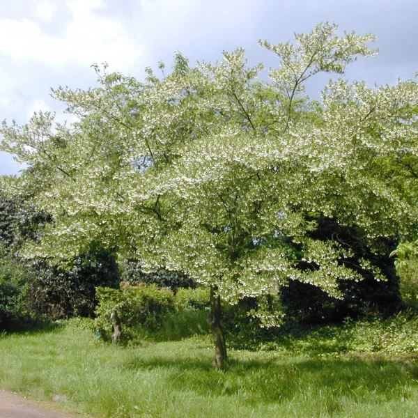 Styrax japonicus – Japanse storaxboom