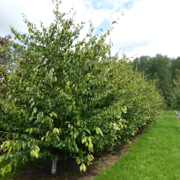 Sycoparrotia semidecidua