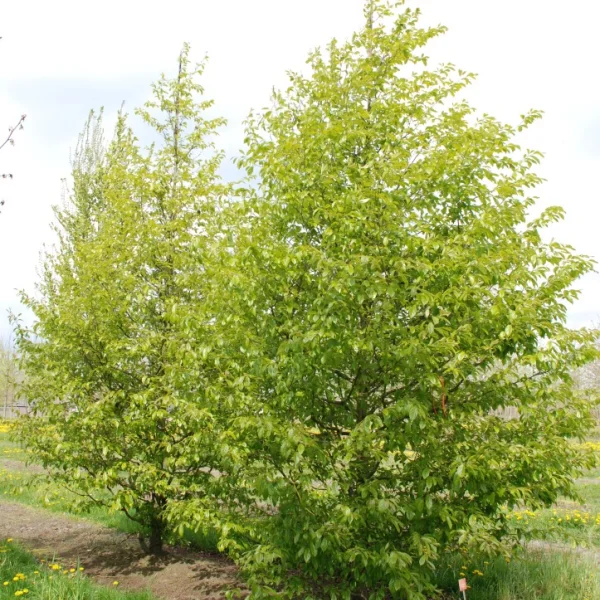 Sycoparrotia semidecidua 'Prins Claus'
