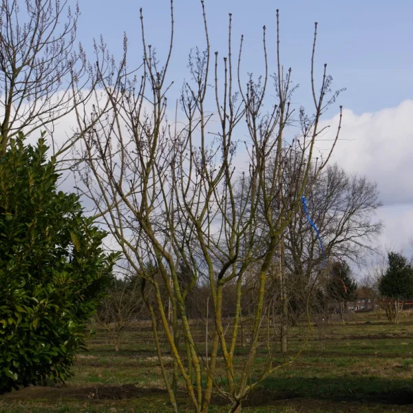 Syringa vulgaris – Gewone sering