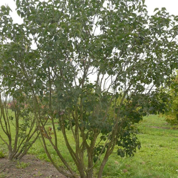 Syringa vulgaris 'Belle de Nancy' – Gewone sering (cv)