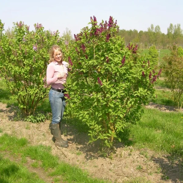Syringa vulgaris 'Charles Joly' – Gewone sering (cv)