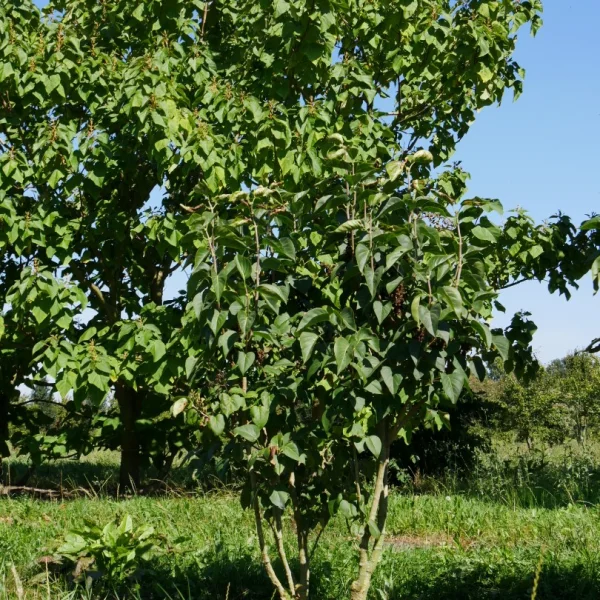 Syringa vulgaris 'Monique Lemoine' – Gewone sering (cv)