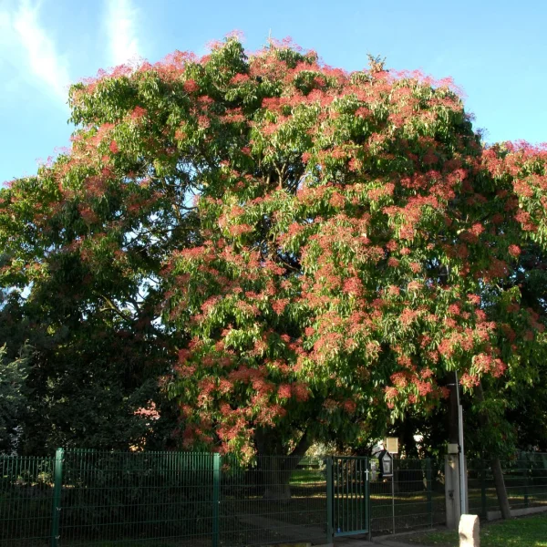 Tetradium daniellii var. hupehensis – Bijenboom (v)