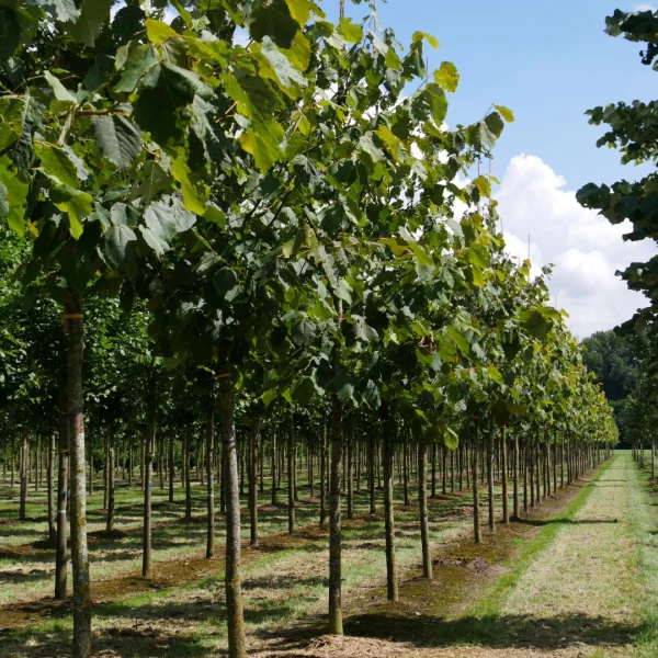 Tilia americana 'Neglect' – Amerikaanse linde (cv)