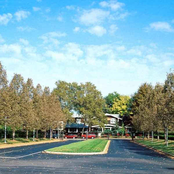 Tilia americana 'Redmond' – Amerikaanse linde (cv)