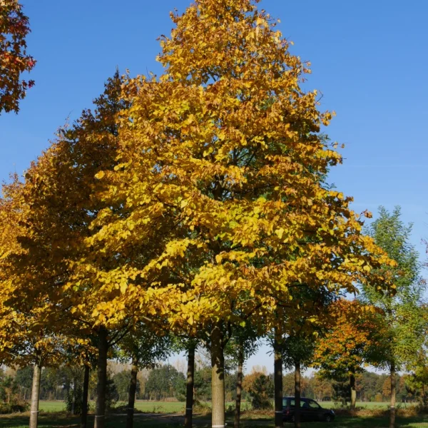 Tilia argentea