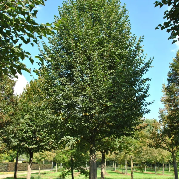 Tilia cordata 'Roelvo' – Winterlinde, Kleinbladige linde (cv)