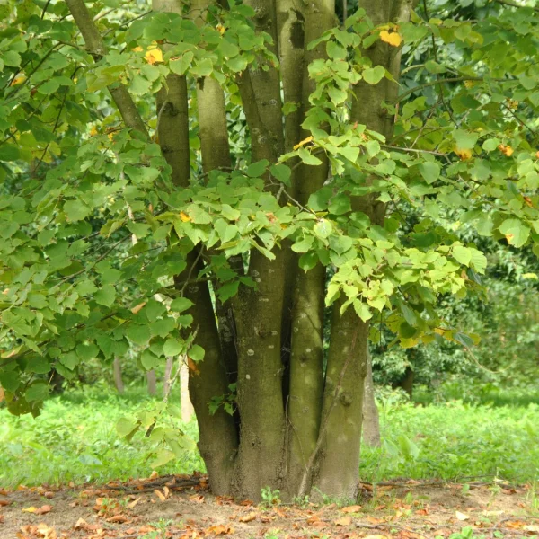 Tilia ×europaea 'Zwarte Linde' – Zwarte linde
