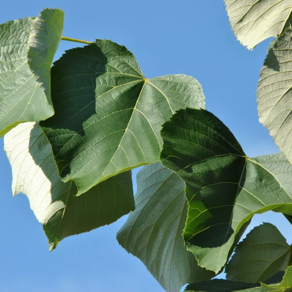 Tilia heterophylla 'Prestige'