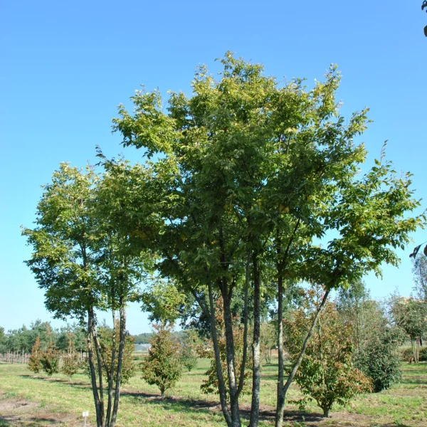 Tilia kiusiana