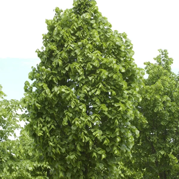 Tilia platyphyllos 'Örebro' – Zomerlinde, Grootbladige linde (cv)