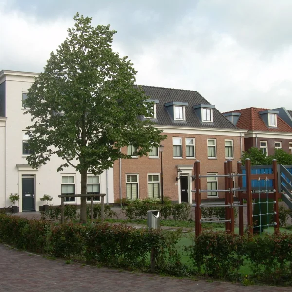 Tilia tomentosa 'Szeleste' – Zilverlinde (cv)