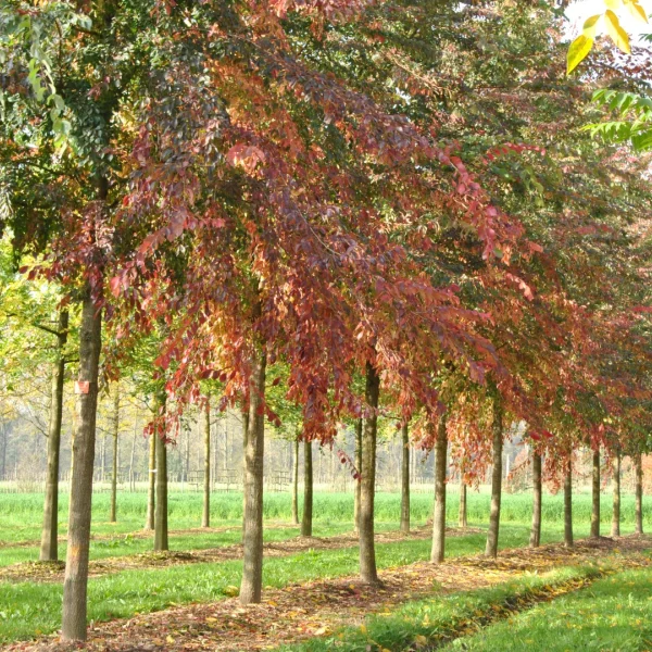 Ulmus 'Frontier'